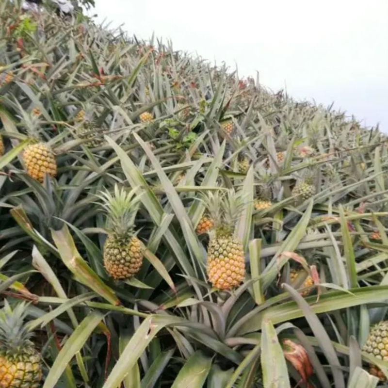 新鲜大菠萝徐闻香水菠萝大果菠萝蜜香脆甜爽手撕菠萝凤梨云南菠萝