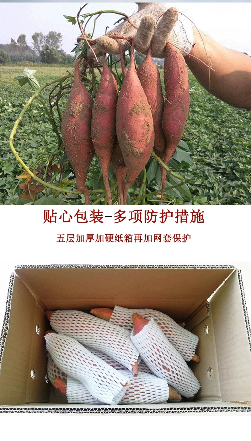 义江缘 新鲜现挖烟薯25号红糖心沙地蜜薯红薯超甜番薯地瓜批发