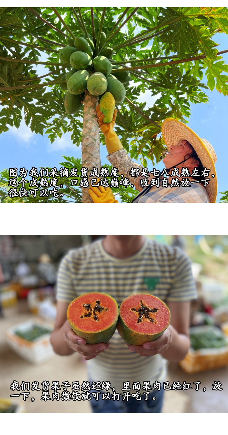 义江缘 雷州红心牛奶冰糖木瓜现摘现发树上熟新鲜水果带箱