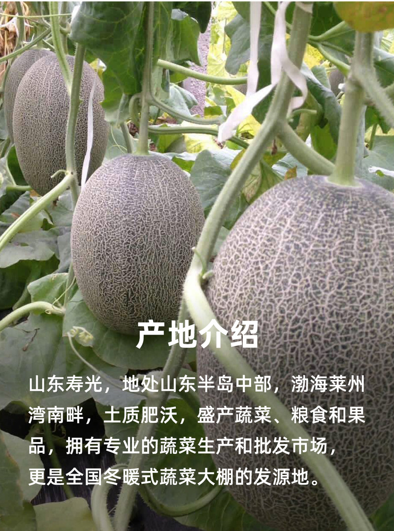 义江缘 哈密瓜西州蜜甜瓜当季新鲜水果网纹瓜整箱批发包邮