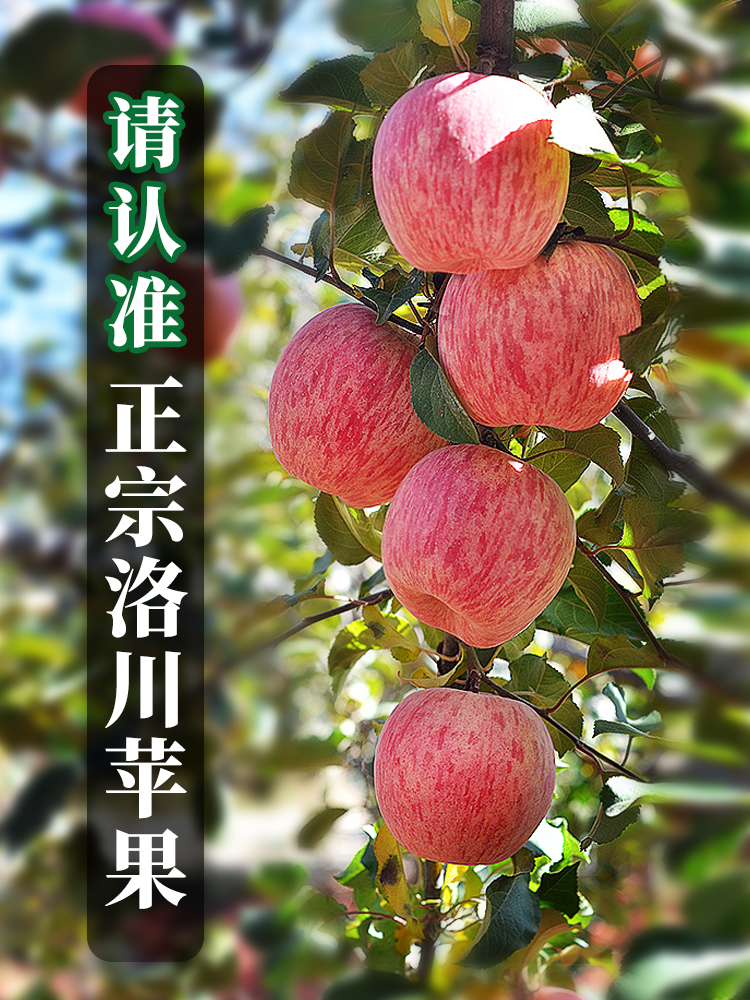 义江缘 陕西洛川红富士苹果水果新鲜水果应季孕妇水果脆甜脆冰糖心