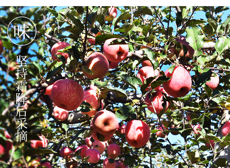 义江缘 陕西洛川红富士苹果水果新鲜水果应季孕妇水果脆甜脆冰糖心