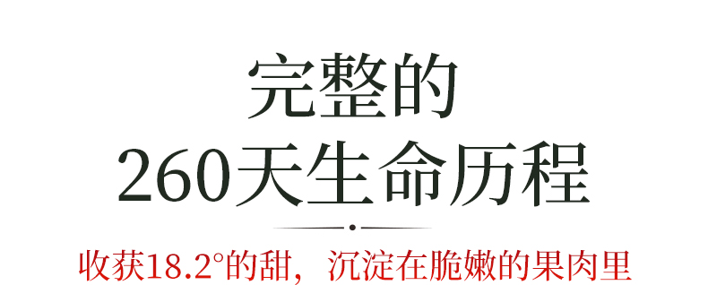 义江缘 陕西洛川红富士苹果水果新鲜水果应季孕妇水果脆甜脆冰糖心