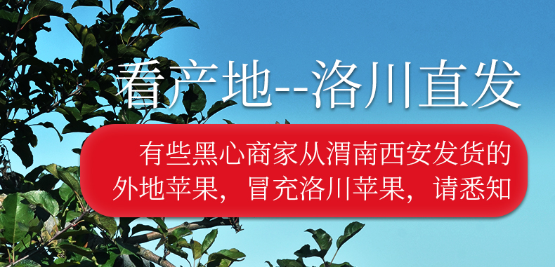 义江缘 陕西洛川红富士苹果水果新鲜水果应季孕妇水果脆甜脆冰糖心