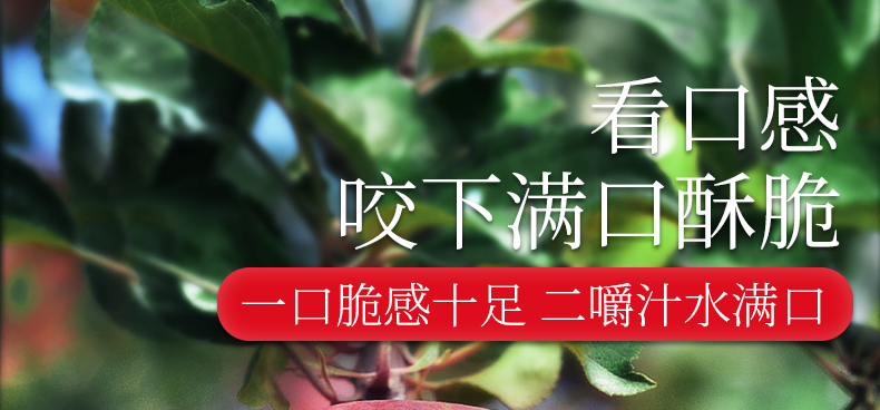 义江缘 陕西洛川红富士苹果水果新鲜水果应季孕妇水果脆甜脆冰糖心