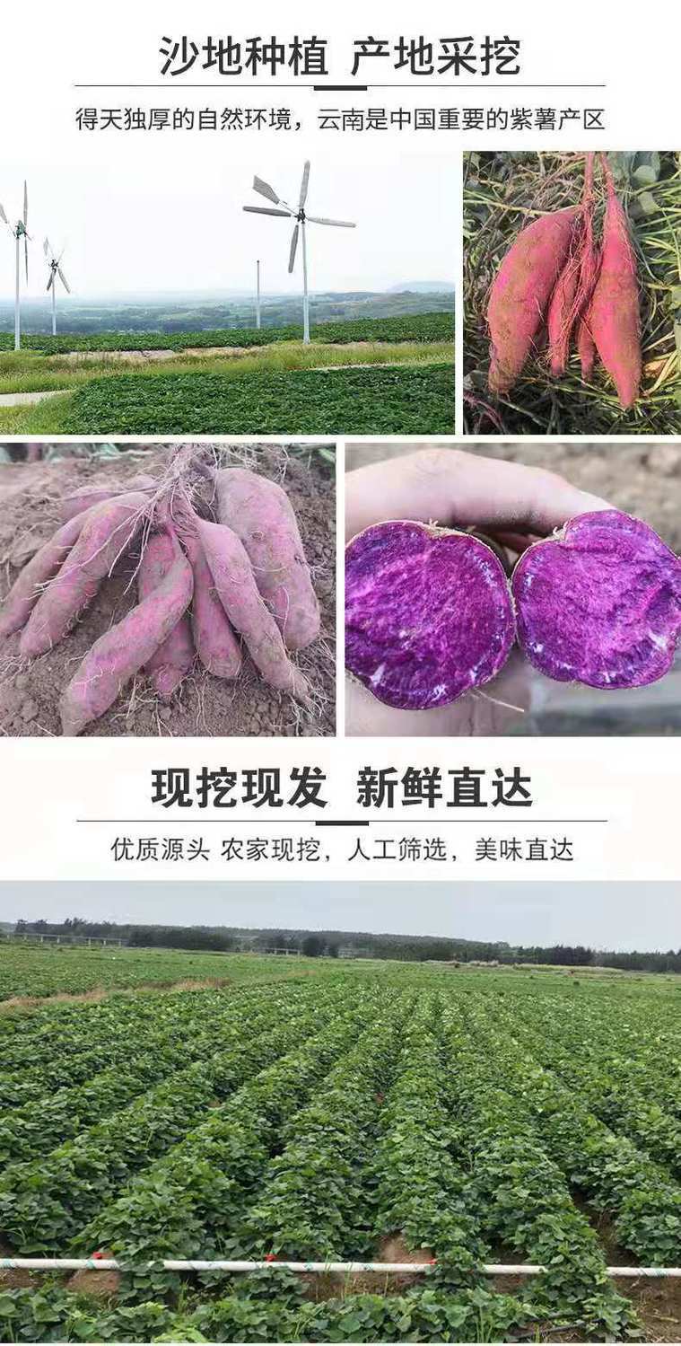 义江缘 沙地紫薯新鲜沙地蜜薯糖心番薯