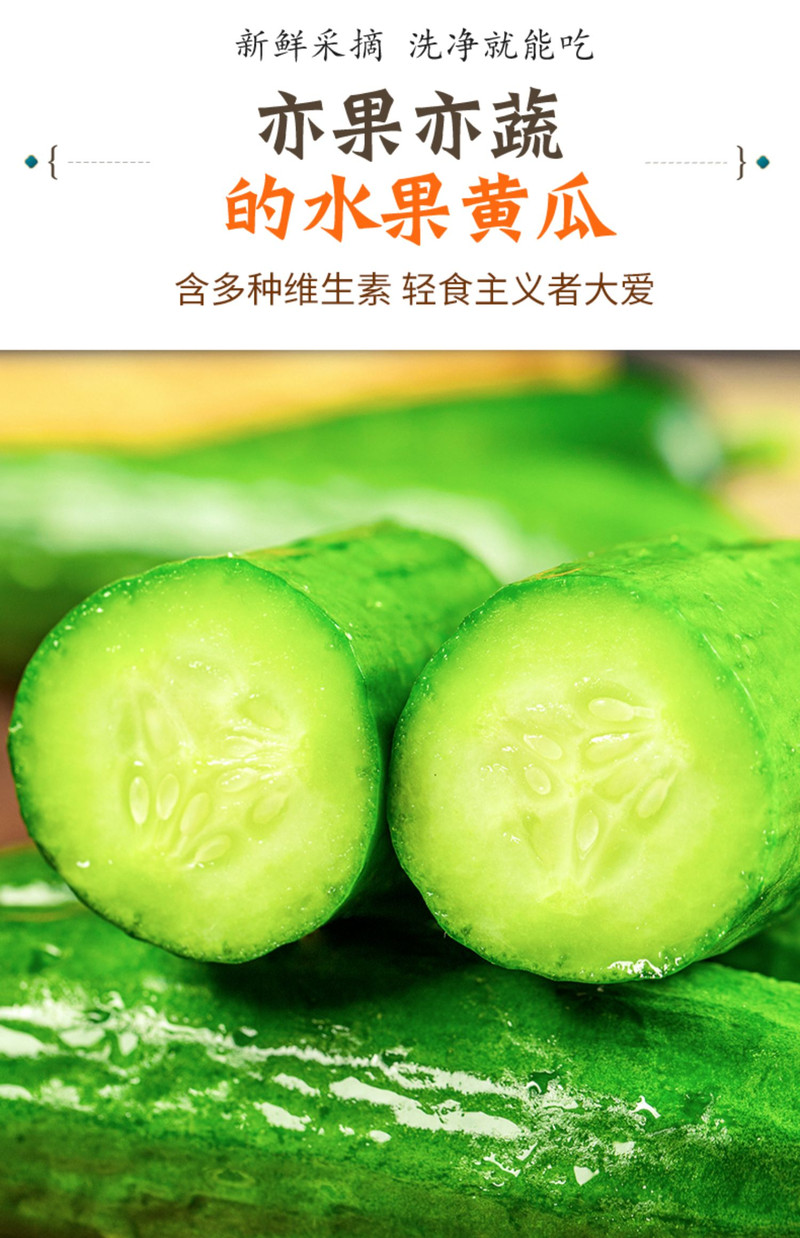 义江缘 水果黄瓜新鲜生吃小黄瓜青瓜蔬菜整箱包邮