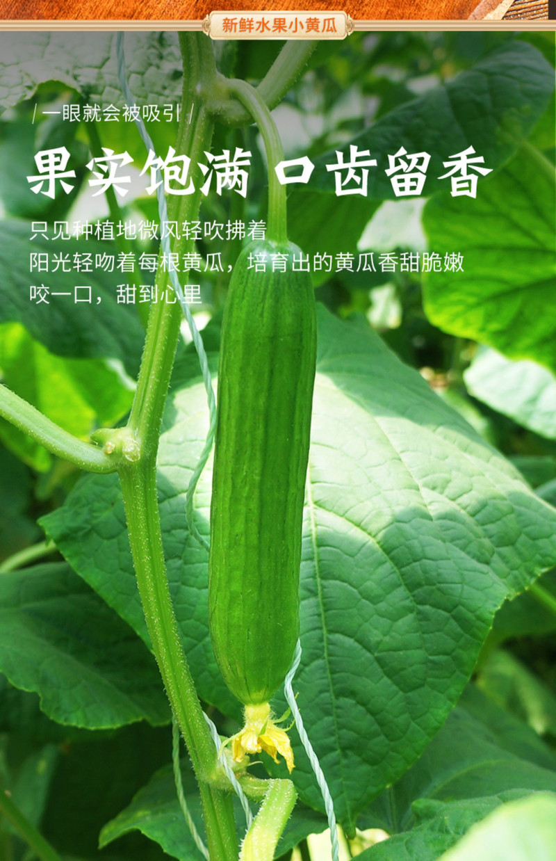 义江缘 水果黄瓜新鲜生吃小黄瓜青瓜蔬菜整箱包邮