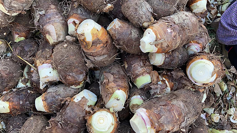 义江缘 荔浦芋头新鲜香芋正宗芋头现挖槟榔芋毛芋艿