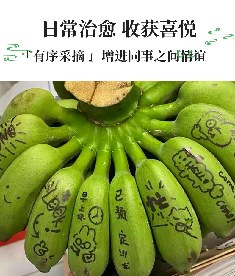 义江缘 禁止蕉绿整串带杆芭蕉办公室水培小米香蕉新鲜插花绿植