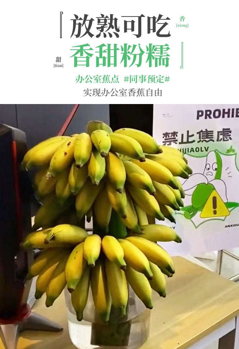 义江缘 禁止蕉绿整串带杆芭蕉办公室水培小米香蕉新鲜插花绿植
