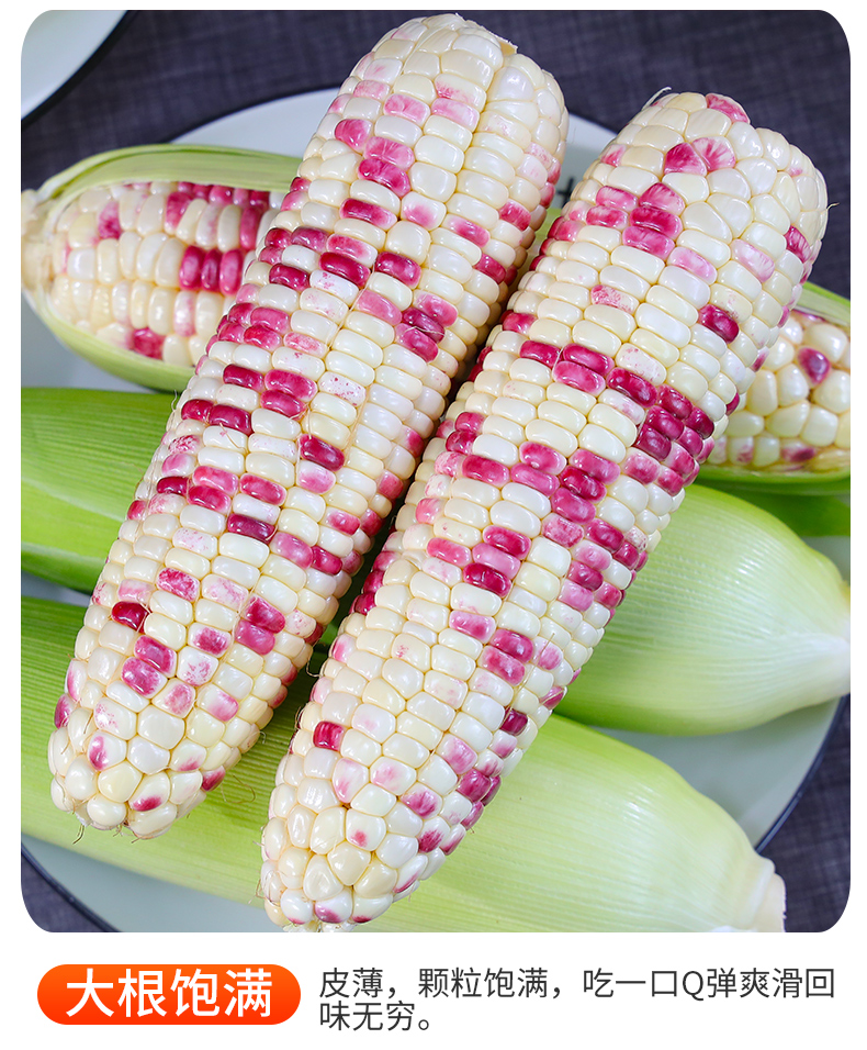 义江缘 花糯玉米现摘当季整箱广西花甜糯玉米苞谷嫩玉米棒子蔬菜