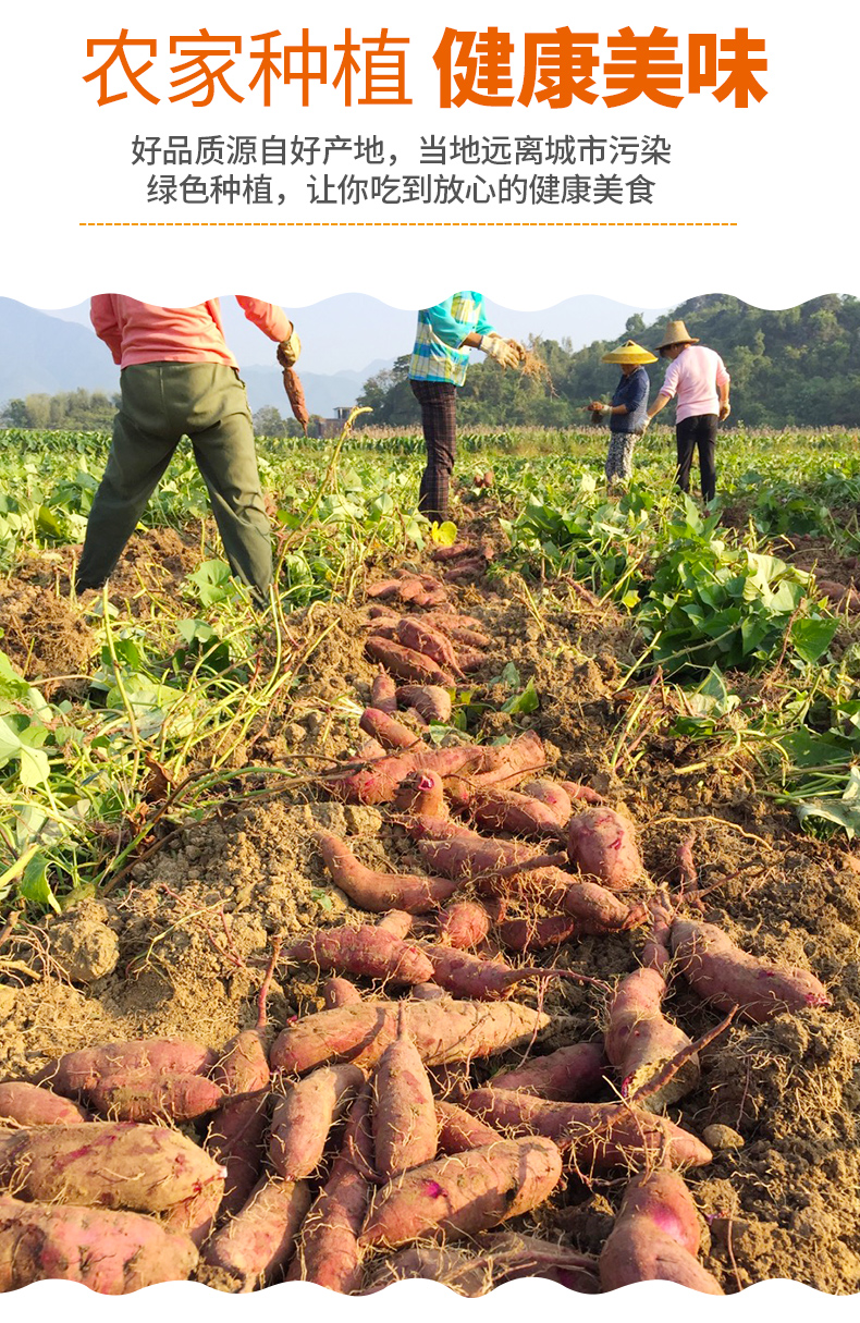 义江缘 龙九红薯黄心蜜薯软糯香甜红薯农家地瓜