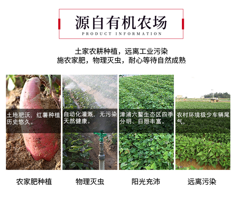 义江缘 六鳌红薯新鲜地瓜番薯农家自种沙地糖心蜜薯小山芋