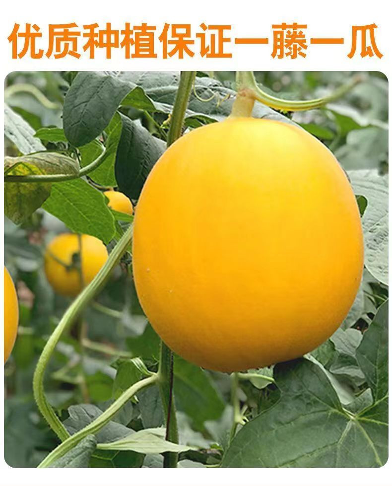 涵睿优品 黄河蜜瓜  中大果 净重4.5-5斤（2-6个）