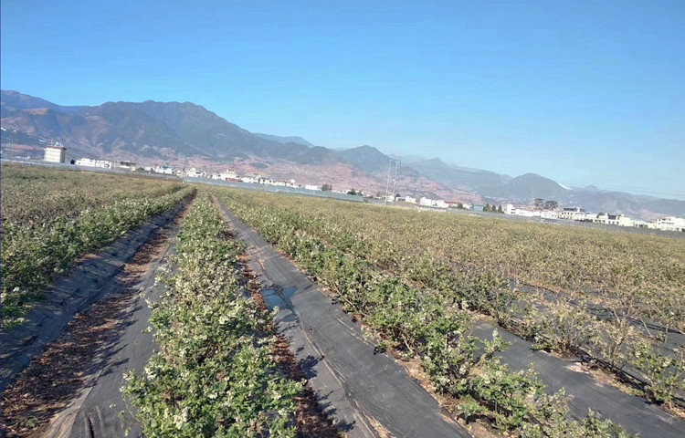 农家自产 【脆甜多汁】西昌农家种植采摘新鲜蓝莓