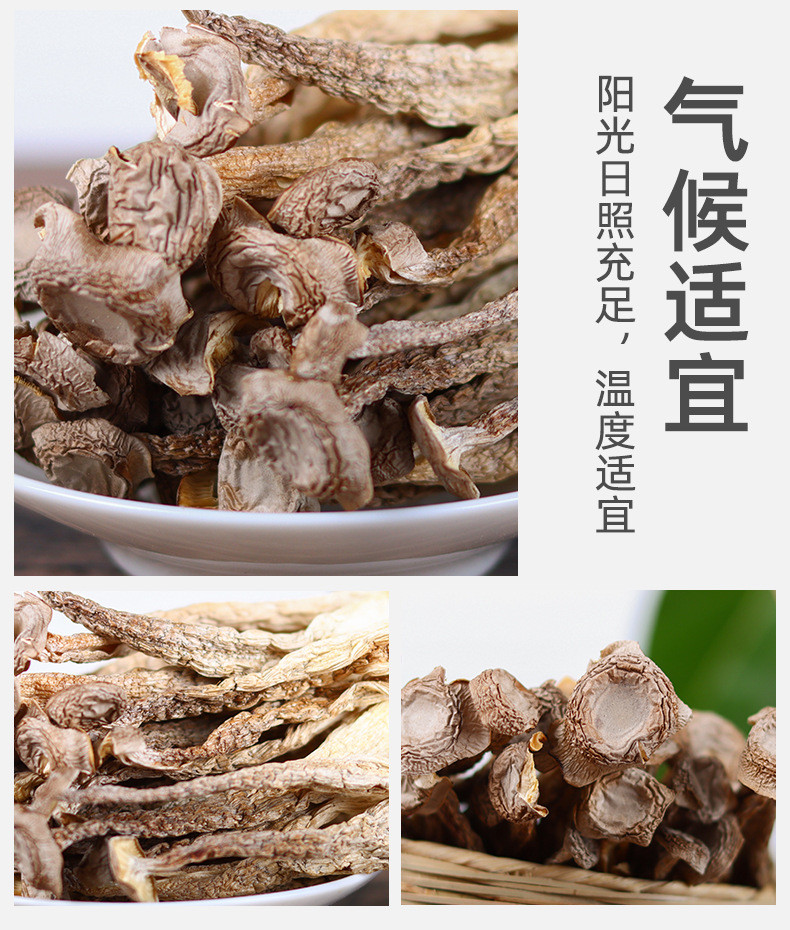 滇闽家人 鹿茸菇干货100g/袋脆菌菇煲汤蘑菇特产 肉质饱满