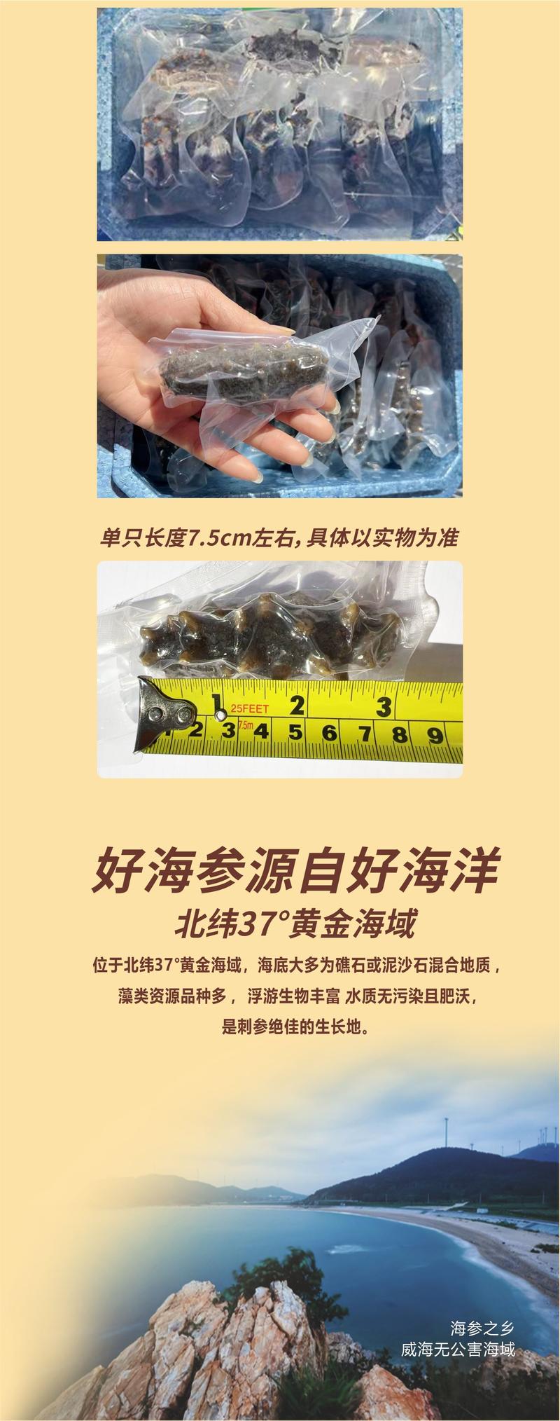 【国家地理标志认证】即食海参1kg保温箱手提款 农家自产 好海水养好海参