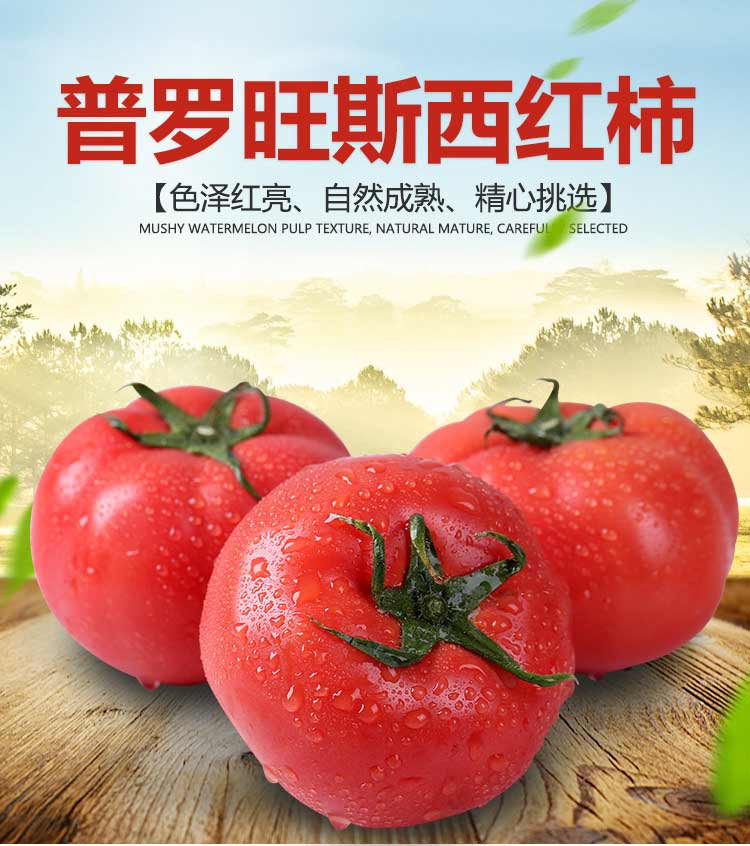 杞农优食 山东海阳普罗旺斯西红柿5斤装 11个果左右