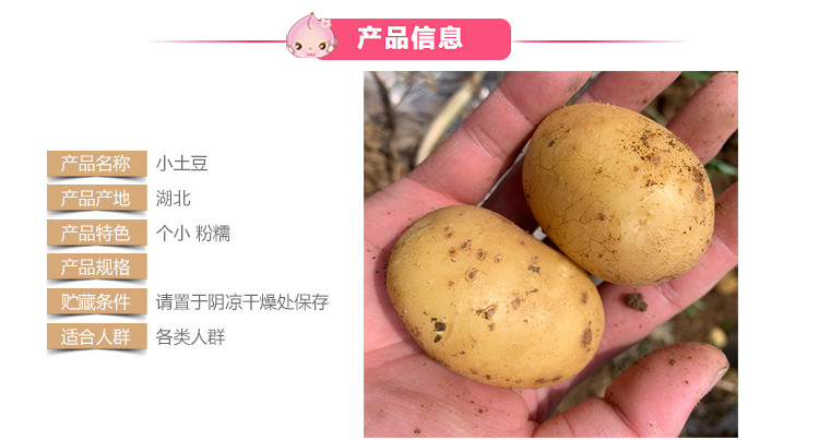  蒲骚 现挖现发黄心小土豆农家自种新鲜洋芋高山马铃薯3-5-9斤