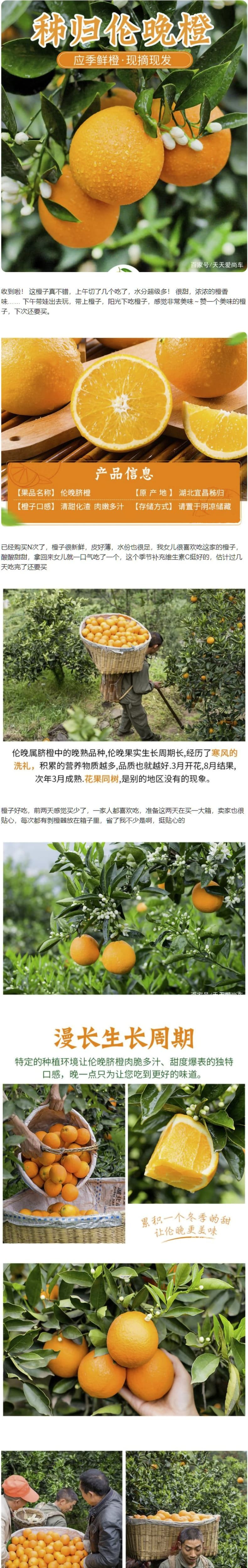 感知起源 湖北秭归伦晚甜橙脐橙 精品果 大果 果园直发带箱