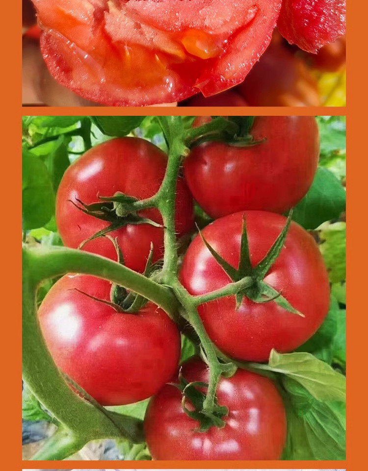 十八道农特 普罗旺斯水果西红柿