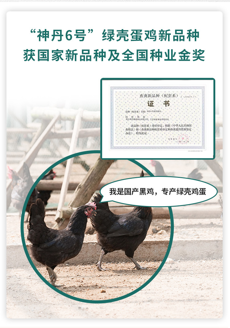 神丹  32%黑鸡绿蛋  可生食绿壳蛋