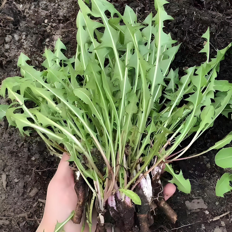 农家自产 山野菜 刺嫩芽500g+婆婆丁500g （长白山直播链接）