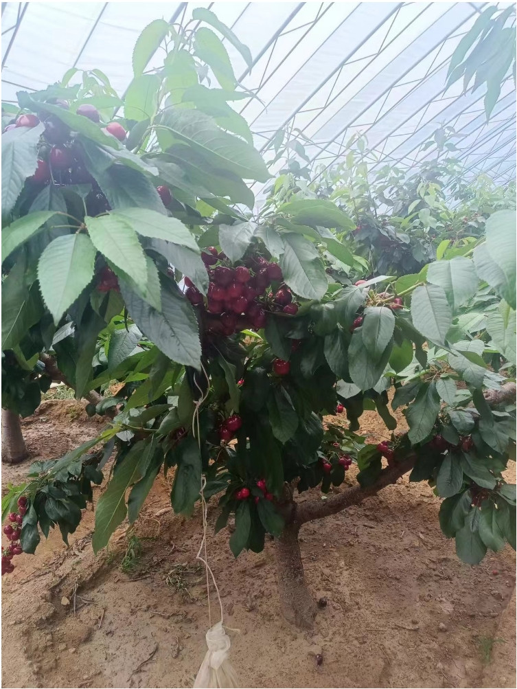 农家自产 和龙现场采摘大樱桃1kg