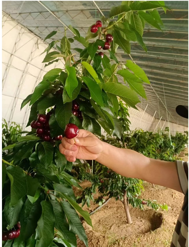 农家自产 (省外)和龙现场采摘大樱桃1kg