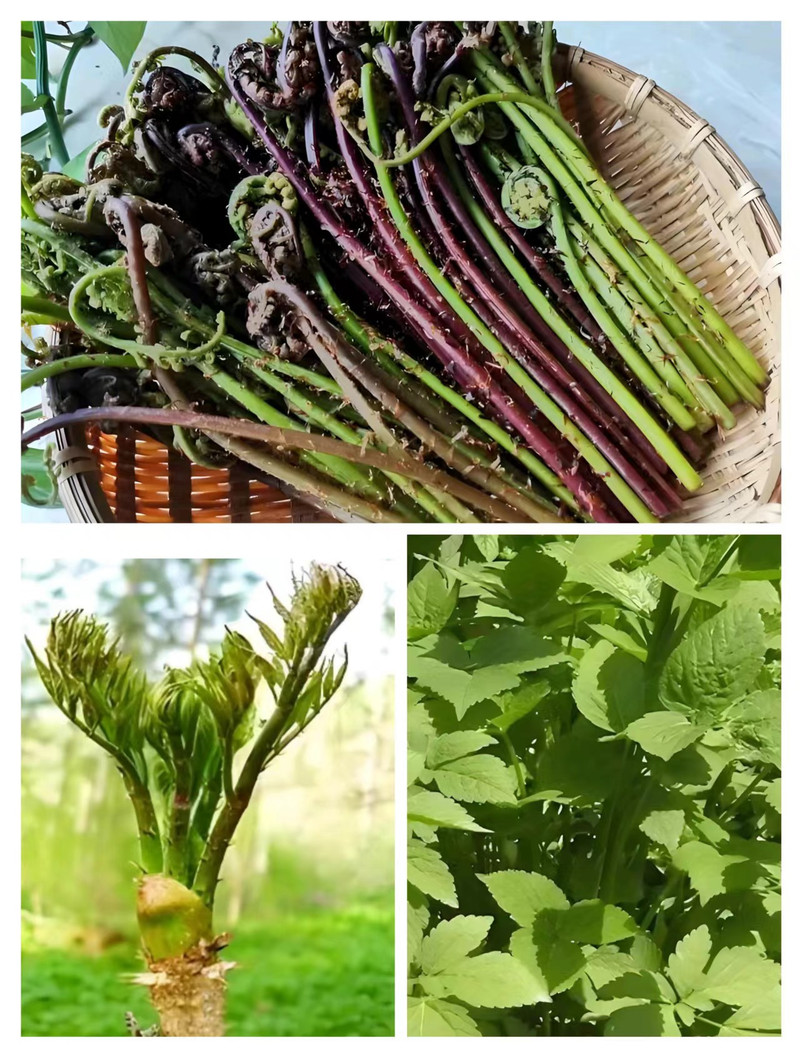 农家自产 山野菜 刺嫩芽+猴腿+大叶芹各500g（长白山直播链接)