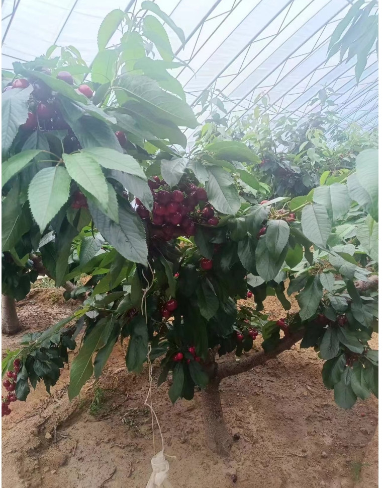 农家自产 【不限购】和龙现场采摘大樱桃1kg（仅限吉林省内地区购买）