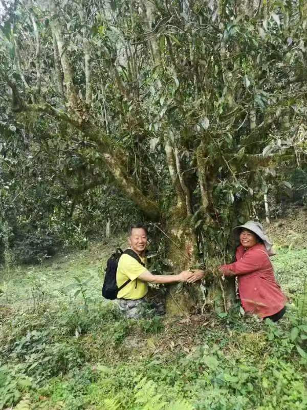 农家自产 石峡槽原生态古树茶