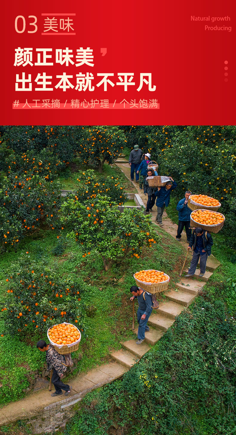  农家自产 秭归脐橙中华红血橙，9斤彩箱装，应季橙子，中华红橙送人佳品