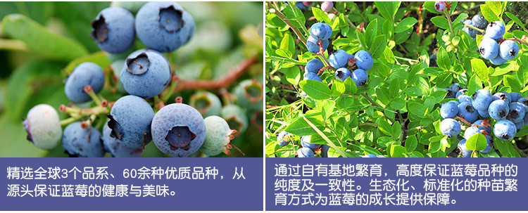  农家自产 辽宁丹东蓝莓L25，清甜可口，顺丰发货