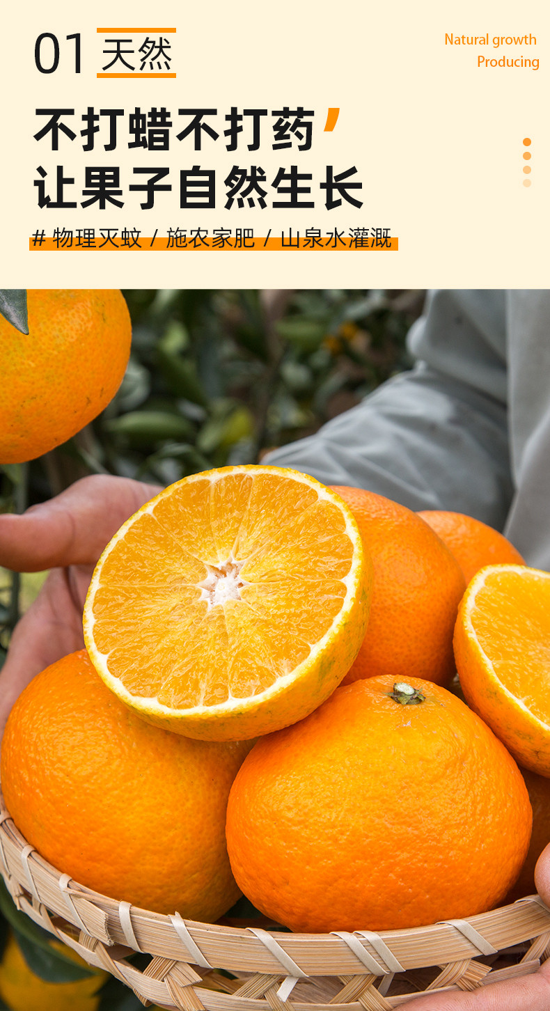  农家自产 四川青见果冻橙，柑橘酸甜多汁，橘子美味可口