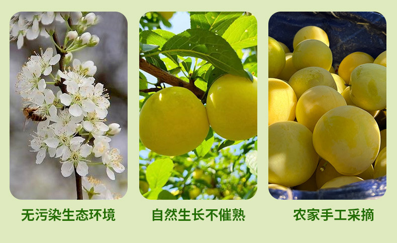 农家自产 四川汉源桃花李，新鲜李子，自然种植，绿色健康