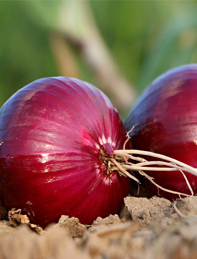 农家自产 山东紫皮洋葱，天然种植，品质保证