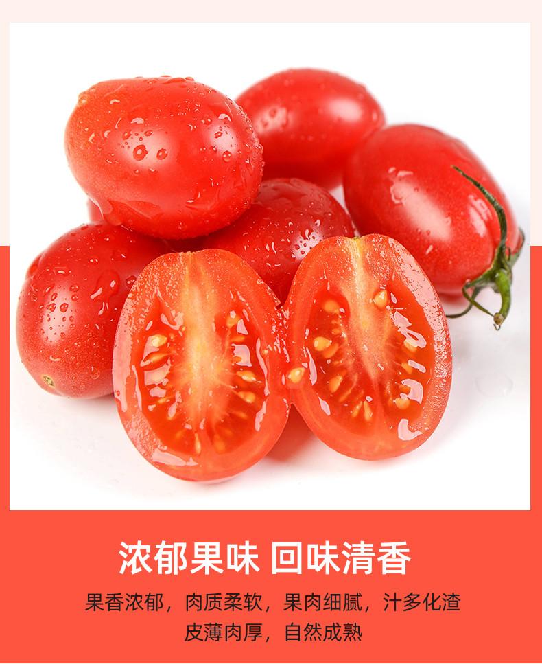 农家自产 山东小番茄红贝贝，小西红柿，甜蜜满溢，回味无穷