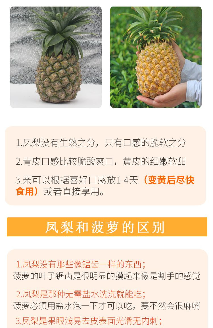 铁哥找鲜  海南金钻凤梨 5斤装（2-3个）手撕凤梨水果无眼香水大菠萝 热带水果