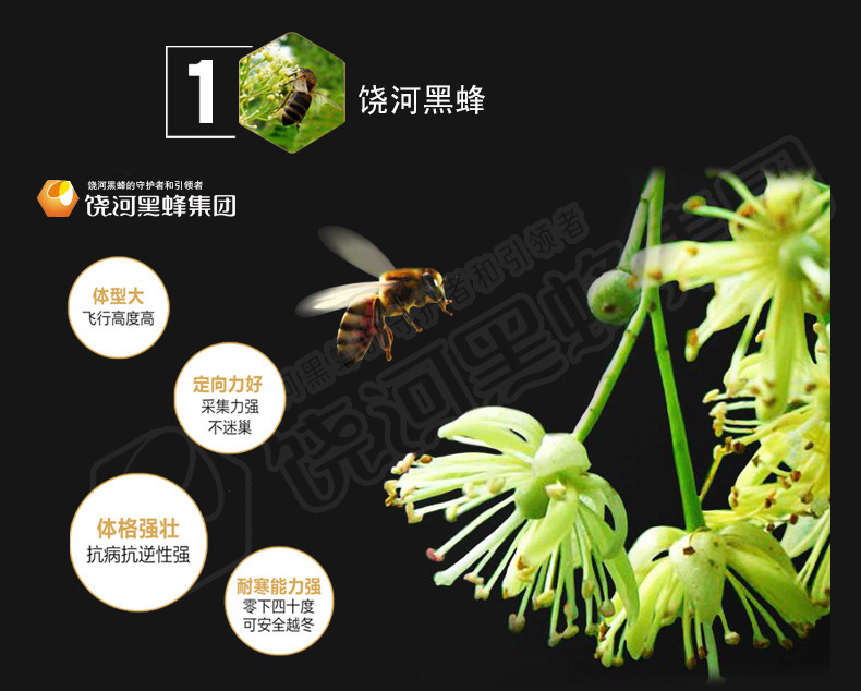 【黑龙江饶河】乌苏里船歌东北黑蜂自然成熟椴树蜜100+纯天然野生蜂蜜500克包邮
