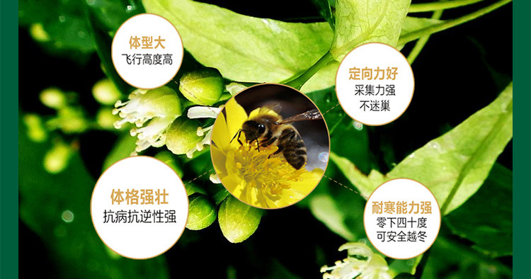 【黑龙江饶河】东北特产东北黑蜂蜂蜜百花蜜野生杂花蜜500克玻璃瓶包邮