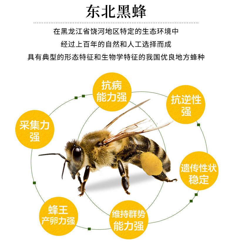 【黑龙江饶河】东北黑蜂蜂蜜椴树蜜纯天然野生蜂蜜248克买一送一包邮