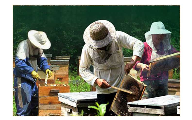 【黑龙江饶河】东北黑蜂黄菠萝蜜自然成熟黄bai蜜100+野生蜂蜜500克包邮