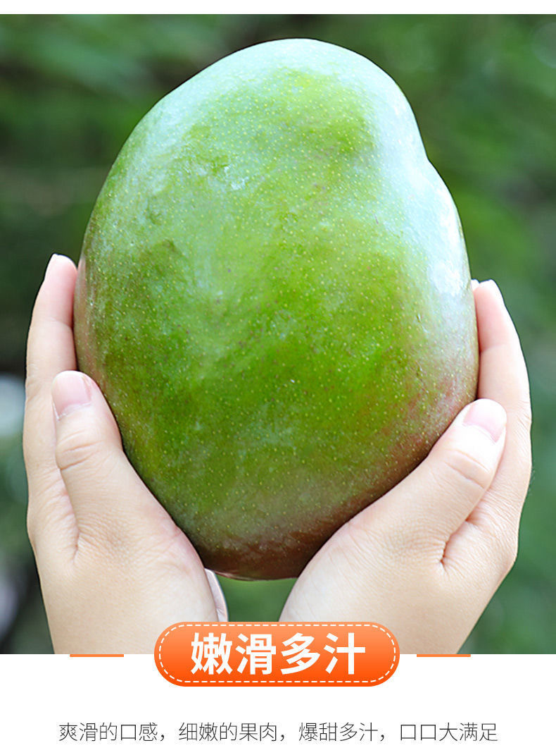 糖人果 【精选果】四川攀枝花凯特芒果当季时令新鲜水果