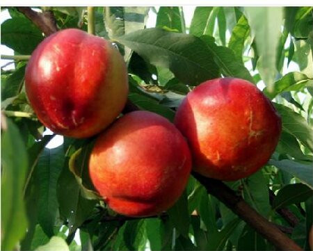 农家自产 砀山鲜油桃