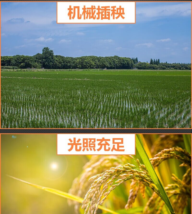 北大荒 长香米