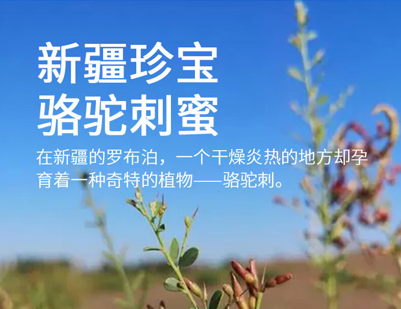 疆果果 新疆特产骆驼刺蜜蜂蜜