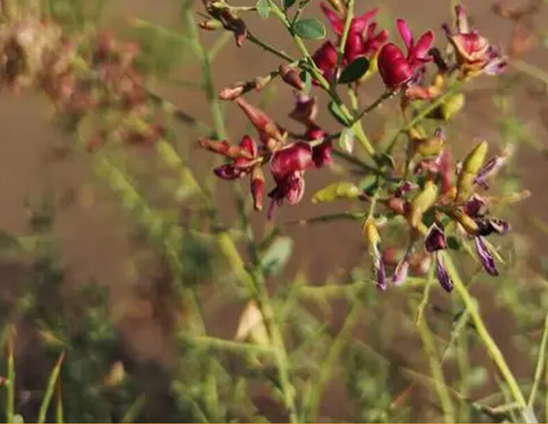 疆果果 新疆特产骆驼刺蜜蜂蜜