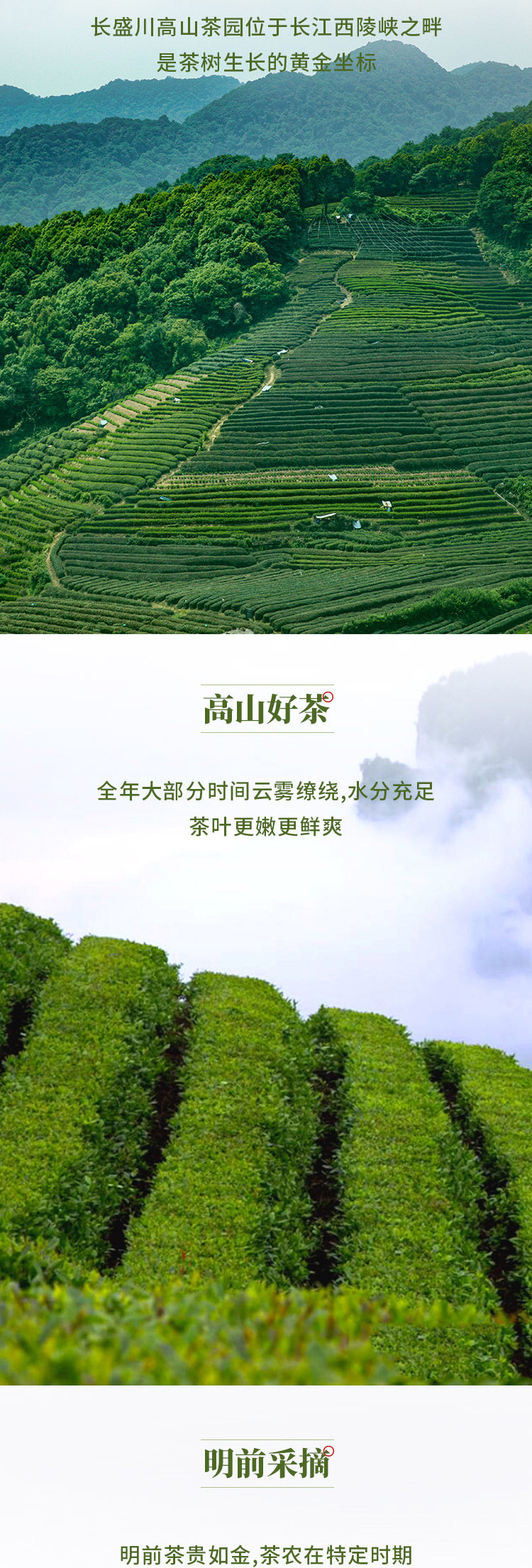 长盛川 宜昌寻茶礼盒毛尖绿茶